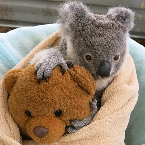 der koala, coala bär, cubs kohlen, coala tier, kleine kohlen