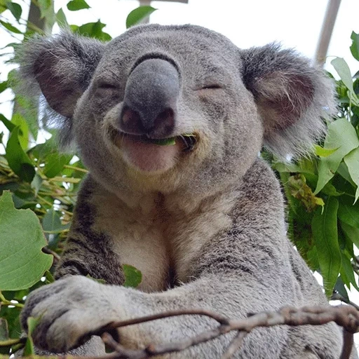 koala, der koala, coala tier, hausgemachter koala, lächelnde tiere