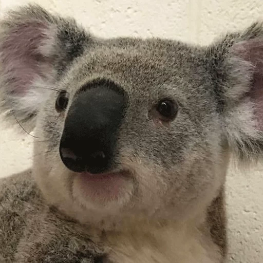 koala, plaisanter, animal de charbon, bouche de koala, mon totem animal koala