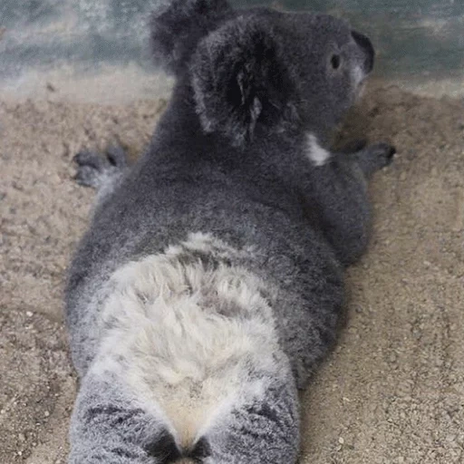 der kater, koala, cubs kohlen, coala tier, coalla oder coala