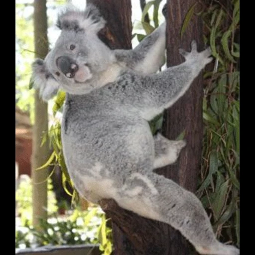 koala, animaux, animal de charbon, eucalyptus koala, les animaux sont mignons