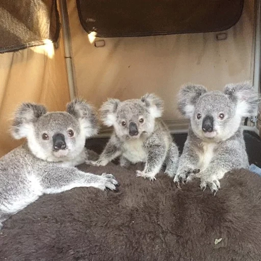 koala, animaux, coala makala, koala 500 500, koala maison