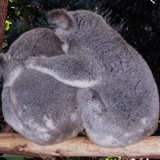 charbons, koala, animal de charbon, animaux de koala, koala dort un arbre