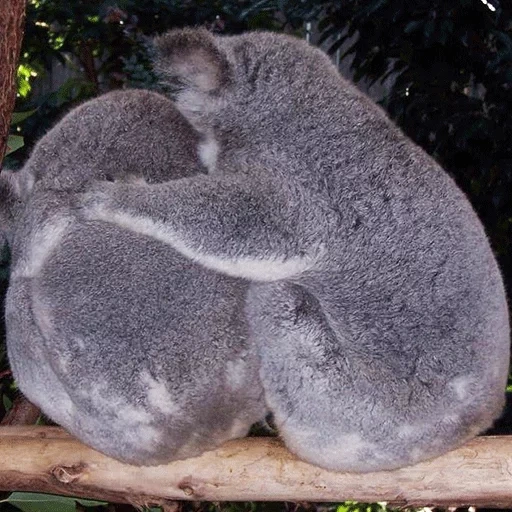 kohlen, koala, coala tier, tiere von koala, koala schläft einen baum