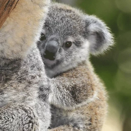 koala, femmina di koala, koala percy, cubs carbone, animale di coala
