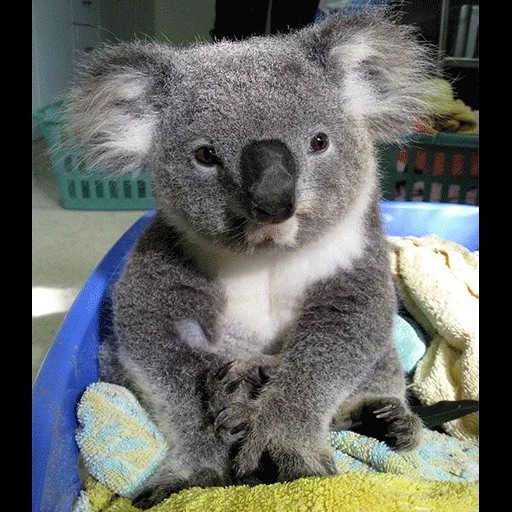 koala, o coala, koala fêmea, cubs carvão, animal coala
