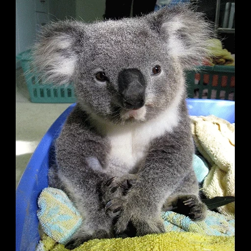 koala, der koala, koala frau, cubs kohlen, coala tier