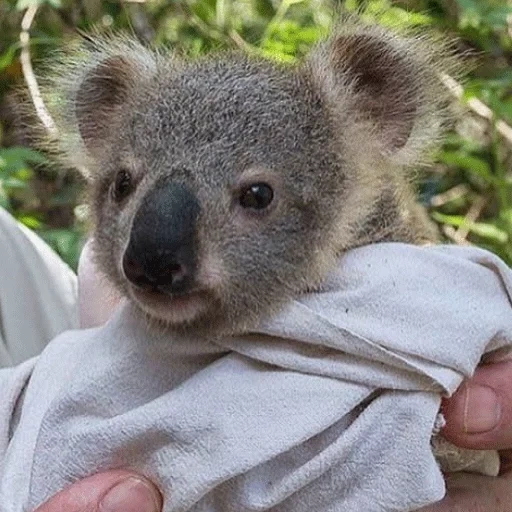 koala, potret koala, batubara cubs, hewan coala, koala kecil yang mulia