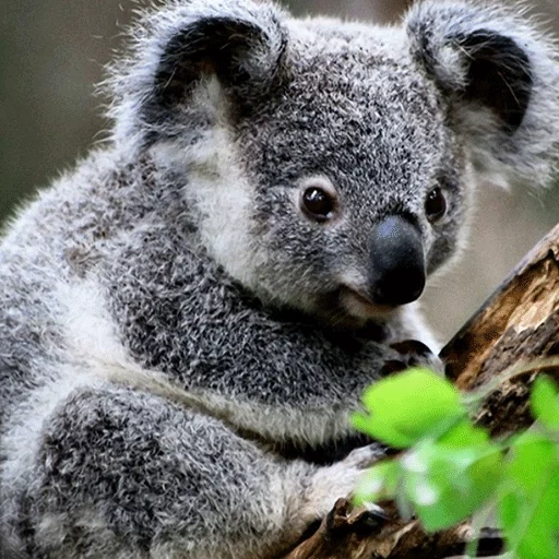 koala, bébé koala, bear coala, animal de charbon, petits charbons