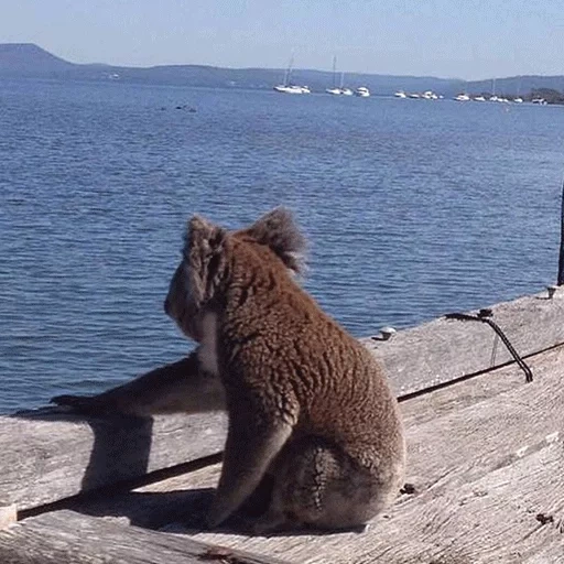 gato, austrália, o fim de semana, australiana, vida selvagem australiana