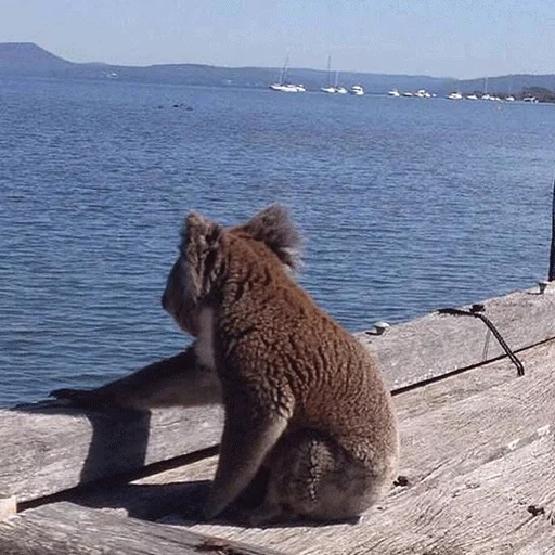 gatto, australia, il fine settimana, australiana, fauna selvatica australiana