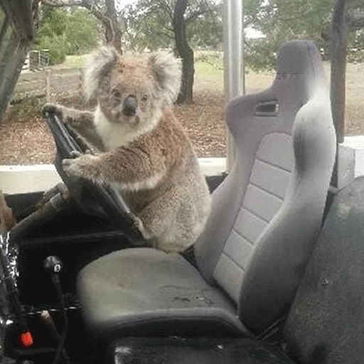 koala, автомобиль, коала машине, коала за рулем, животные за рулем