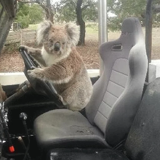 koala, automobil, koala zum auto, koala fahren, tiere fahren