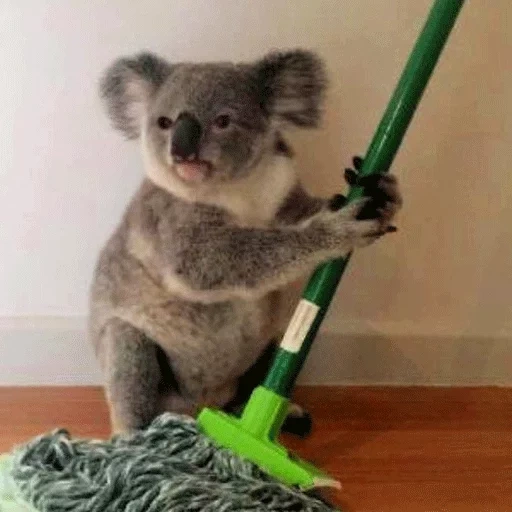 коалы, мишка коала, коала животное, маленькие коалы, коалла или коала