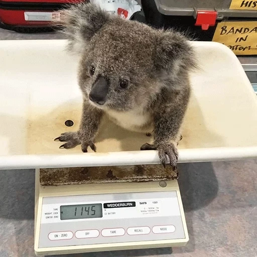 koala, animale di coala, koala fatto in casa, fluffy koala, little koala