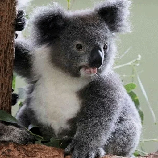 koala, bear coala, animal de charbon, coalla ou charbon, animaux d'australie koala