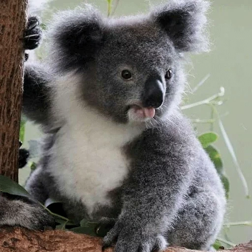 koala, beruang coala, hewan coala, coalla atau coala, hewan australia koala