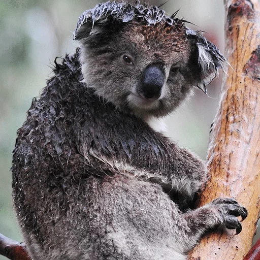 carboni, albero di koala, animale di coala, koala fatto in casa, orso di coala sul lato