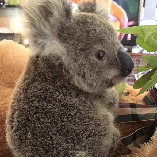коала животное, коала зоопарке, коала домашняя, маленькие коалы, коалла или коала
