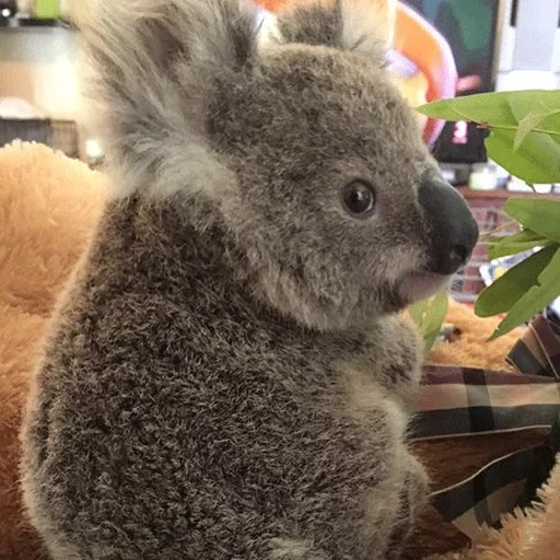 animal de charbon, zoo de koala, koala maison, petits charbons, coalla ou charbon