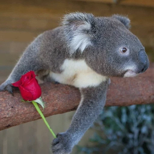 koala, koala, animale di coala, koala fatto in casa, coala dell'australia