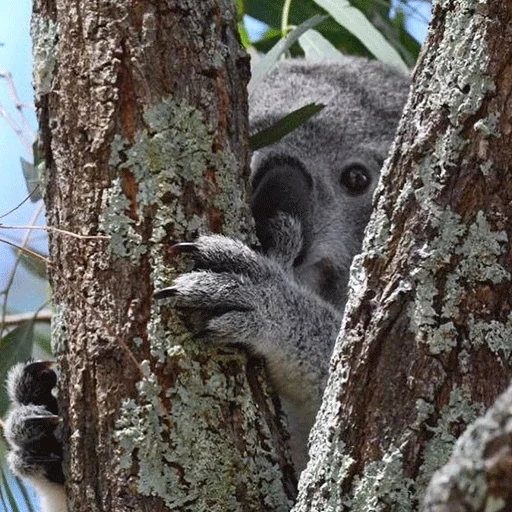 koala, koala, animal de charbon, koala eucalyptus, koala mange de l'eucalyptus