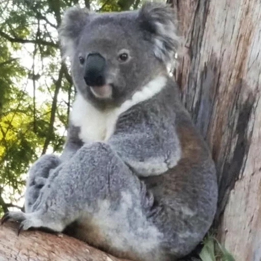 коала, самка коалы, мишка коала, коала животное, маленькие коалы