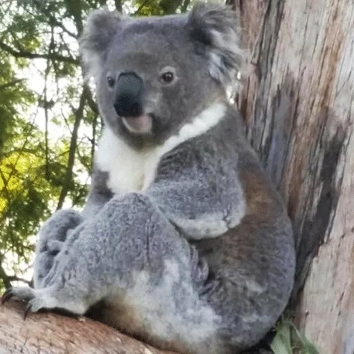 koala, koala frau, bär coala, coala tier, kleine kohlen