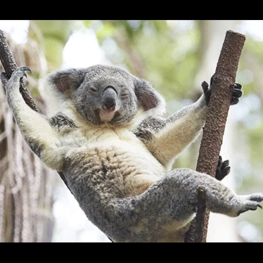 koala, koala, koala zu einem zweig, glatze koala, coala tier