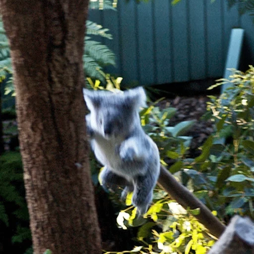 koala, cubs carbone, animale di coala, koala eucalipto, l'orso australiano di koala è alimentato