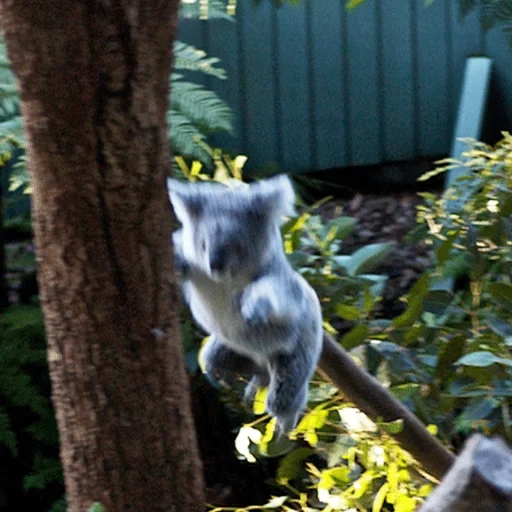 koala, cubs kohlen, coala tier, koala eukalyptus, der australische bär von koala wird angetrieben