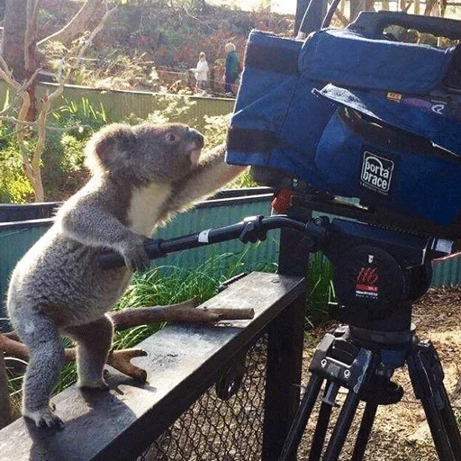 koala, dramatique, kaskus, de toute façon, cameraman