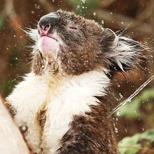 koala basah, hewan coala, hewan hewan itu lucu, hewannya besar, wet koala asli