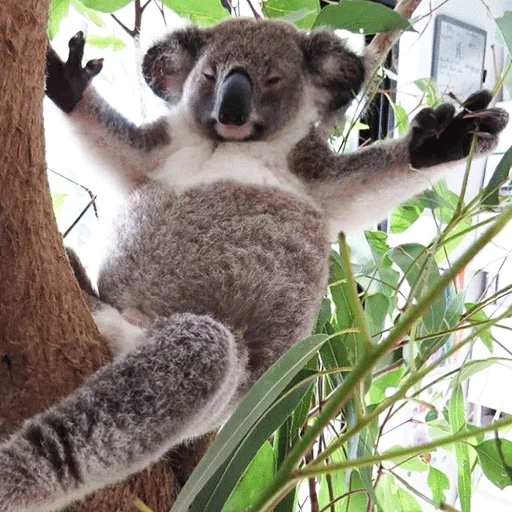 коала, коала дереве, коала ленивец, коала животное, фотографии коалы