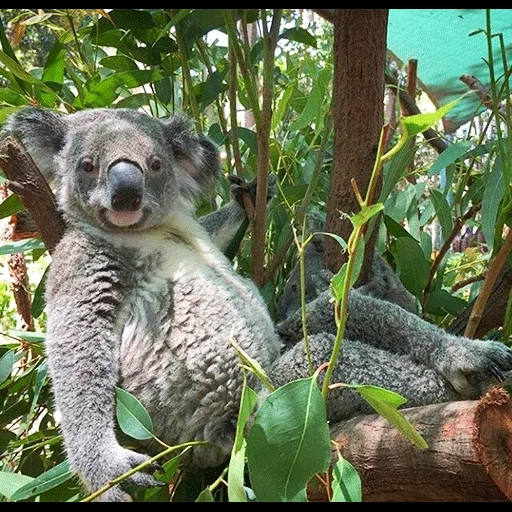 koala, der koala, koala ladvets, coala tier, koala australien