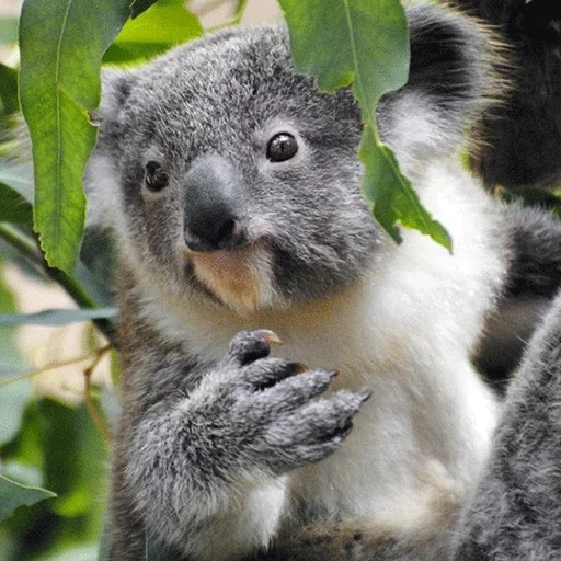 carvão, koala, koala lontra, animal coala, little koala