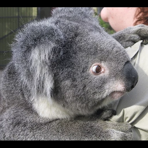 koala, коала, коала спит, коала животное, пушистая коала