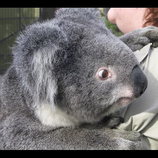 koala, koala, koala sedang tidur, hewan coala, koala fluffy