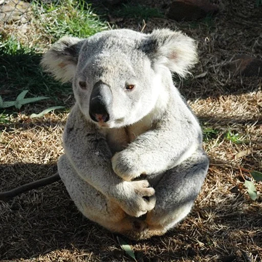 koala, koala, choque de koala, little koala, surpreendeu koala