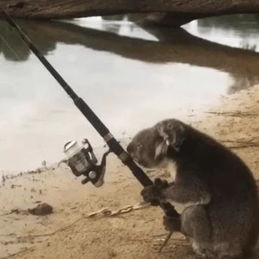 rybna, pesca, il koala, coda di koala, pesca