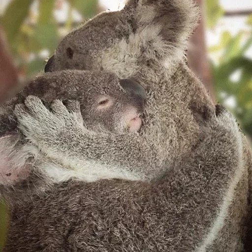koala, femmina di koala, animale di coala, gli animali sono abbracci, albero di cuccioli di koala