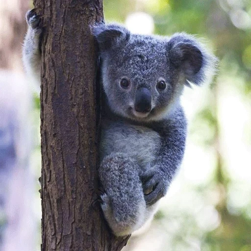 koala, koala baby, cubs carvão, animal coala, koala é pequeno
