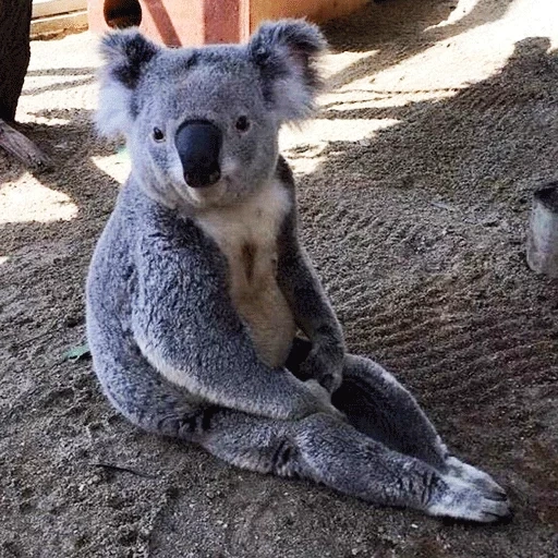 carvão, animal coala, koala caseira, koala australiano, koala marsupial animal