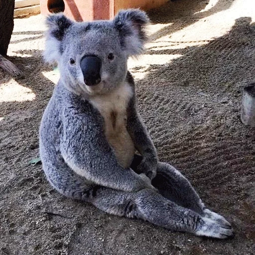 kohlen, coala tier, hausgemachter koala, australian koala, koala beuteltier