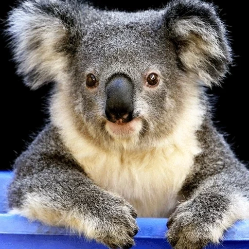 koala, cub de koala, animal de charbon, animaux de koala, animaux d'australie koala