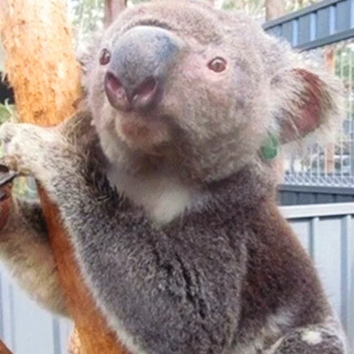 carboni, koala, animale di coala, koala fatto in casa, animale marsupiale di koala