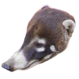 Coati Pack 1