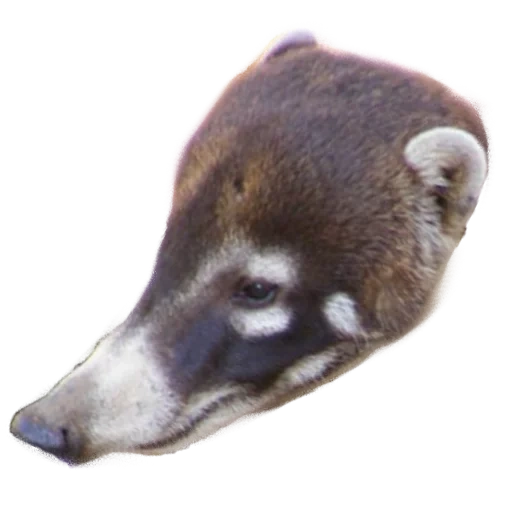 hewan, nosukha coati, hewan hewan itu lucu, hewan jarang, hewan besar