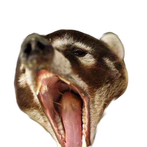 badger, animals, cute animals, evil badger honey, american badger honey