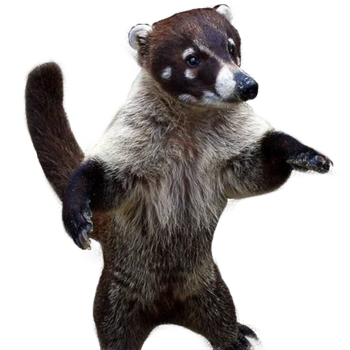 rakun, hewan hewan itu lucu, hewan jarang, figure garden raccoon f870, taman taman raccoon n-32 cm